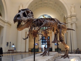 The Field Museum of Natural History's most popular artifact.